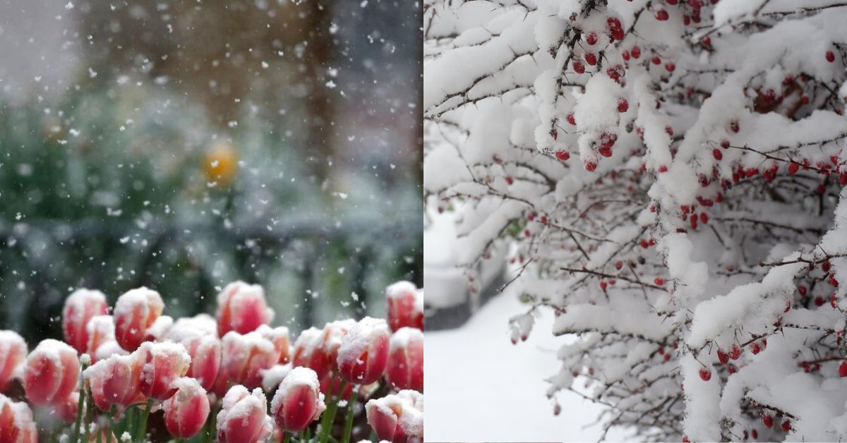 Spring Forecast