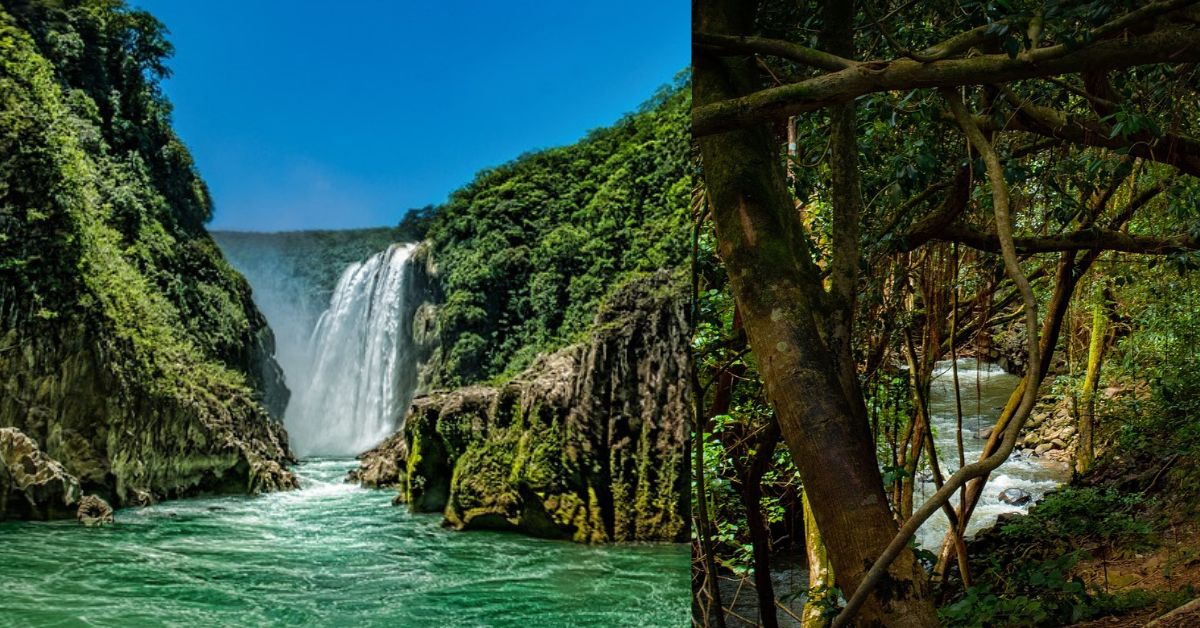 Tourist Reaching Forests and Climate